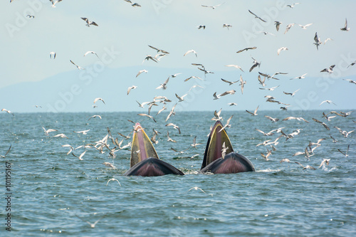 Bryes whale (mother and son) hunting shrimps.