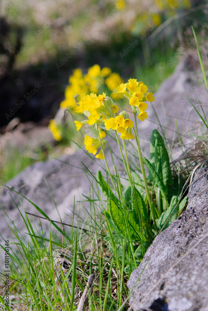 Obraz premium Primula veris spring