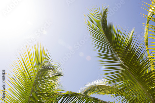 Fototapeta Naklejka Na Ścianę i Meble -  Beautiful palm trees