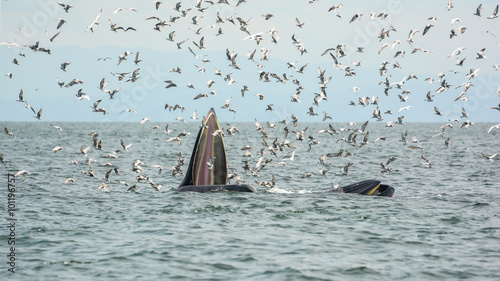 Bryes whale (mother and son) hunting shrimps. photo