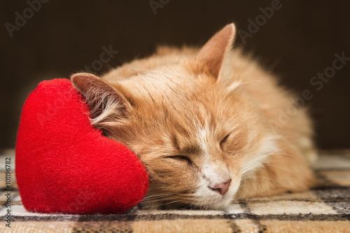Red fluffy cat asleep hugging soft plush heart toy
