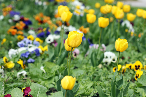 yellow tulips garden spring season