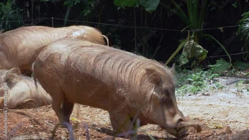 A couple of common warthogs, native to the grasslands and woodlands of sub-Saharan Africa are seen here at a zoo.
A couple of common warthogs, native to the grasslands and woodlands of sub-Saharan Africa are seen here at a zoo.