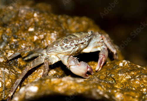 Crab on the rocks at night