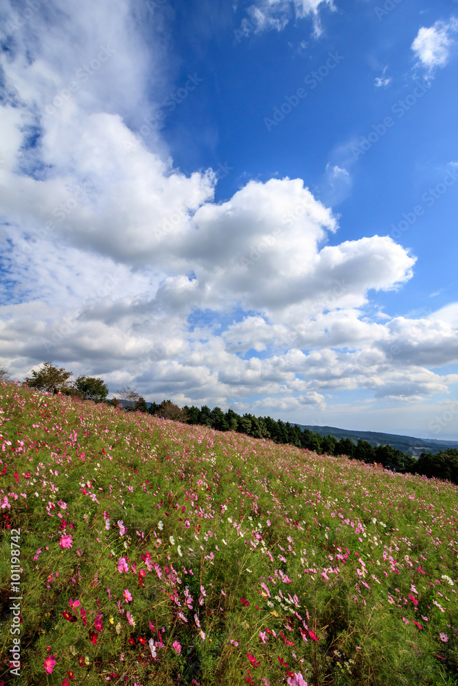 コスモス畑@長崎県諫早市白木峰 コスモス畑@長崎県諫早市白木峰