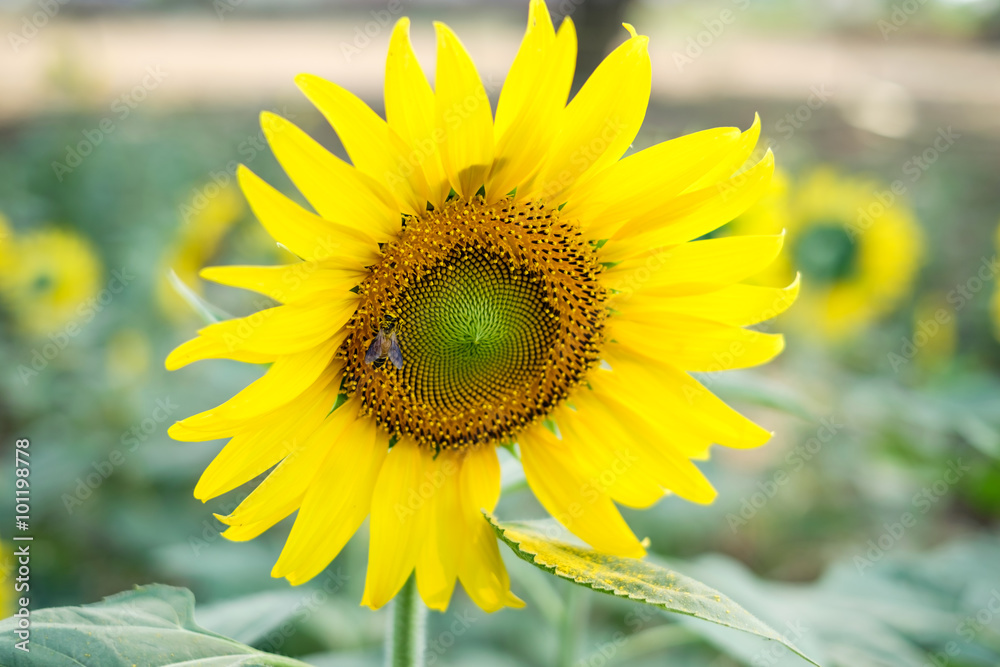 Obraz premium Sunflower field