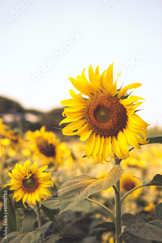 Vintage tone  Sunflower field