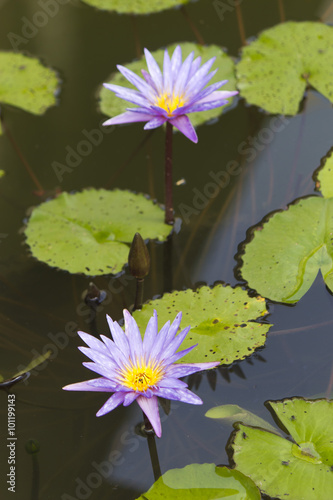 Water-lilies in a pond