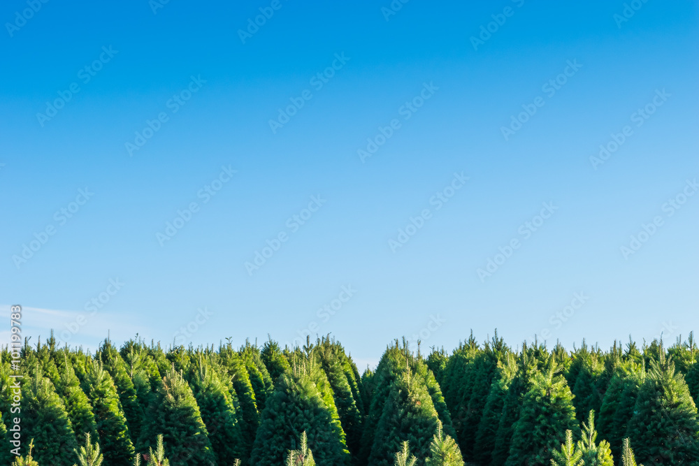 christmas trees on the red ground in the farm ,country side. christmas trees on the red ground in the farm ,country side.