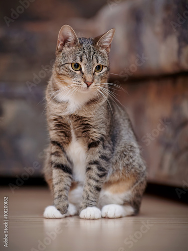 Wallpaper Mural The striped cat with white paws Torontodigital.ca