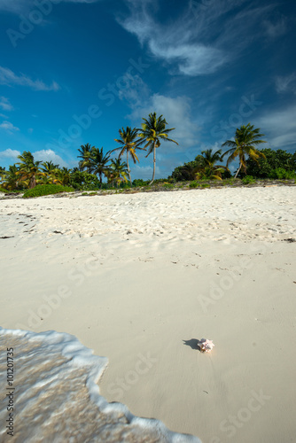 Fototapeta Naklejka Na Ścianę i Meble -  Big shell in a Caribbean beach