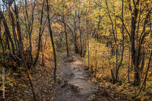 Autumn forest trail