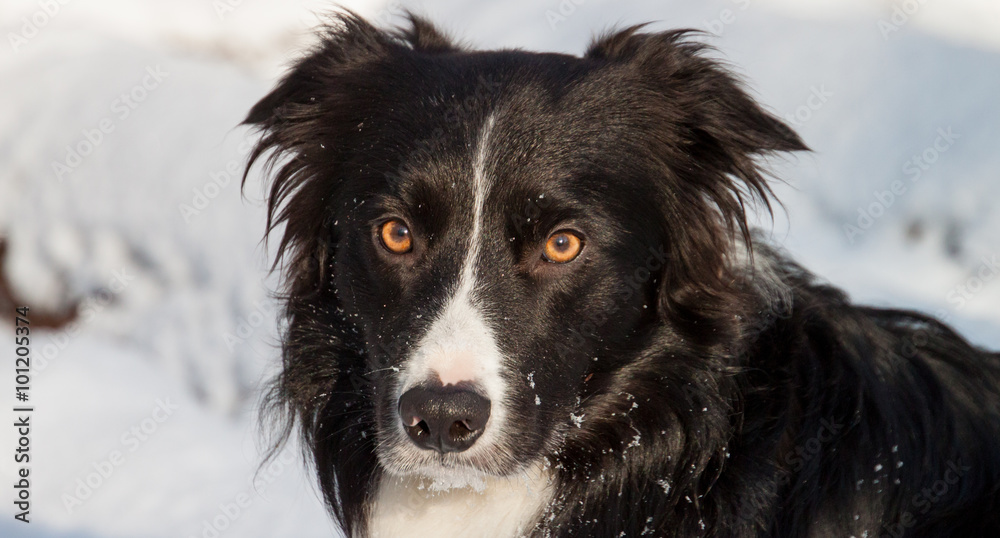 Portrait von einem Border Collie black and white mit braunen Augen im Schnee an einem sonnigen Winter Tag langes Format