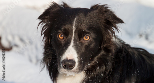 Portrait von einem Border Collie black and white mit braunen Augen im Schnee an einem sonnigen Winter Tag langes Format