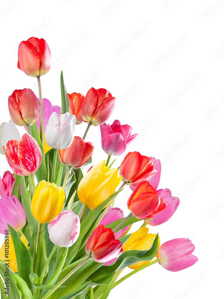 Beautiful bouquet of flowers tulip isolated on white background Beautiful bouquet of flowers tulip isolated on white background