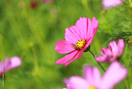 flowers in garden