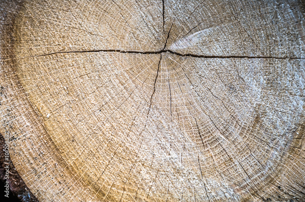 Fototapeta premium wood