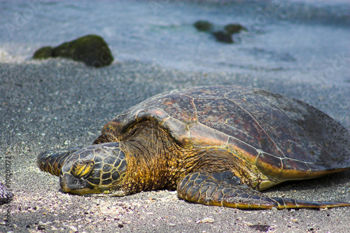 Resting turtle