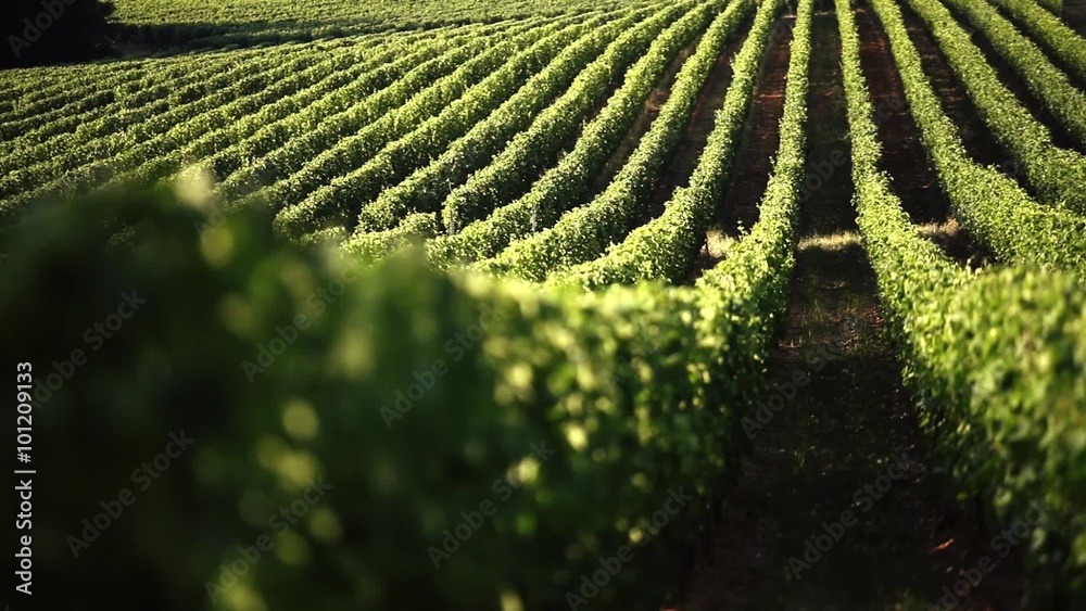 Vineyard in Tuscany. Wonderful view of countryside. Vineyard in Tuscany. Wonderful view of countryside.