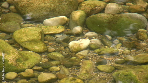 Very shallow clear river water over a pebbled river bed. Young fish (fry) are swimming around. Location is the river Wharfe in Yorkshire.
