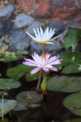 Beautiful  water lily lotus flower in pond