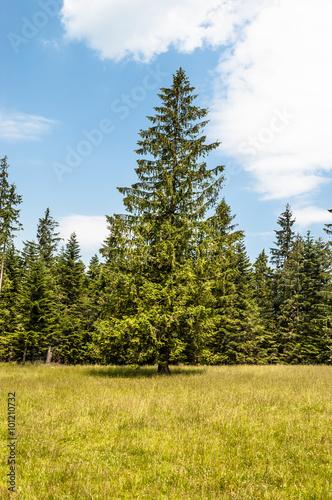 Landscape in summer holiday in a meadow among trees