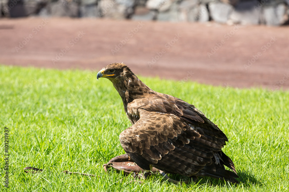 Fototapeta premium Bird of Prey Show, Oasis Park, Fuerteventura, Canary Island, Spain