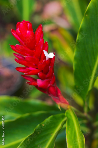 Tropical flower