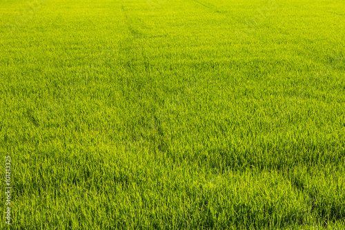 Background of green paddy fields © kaentian