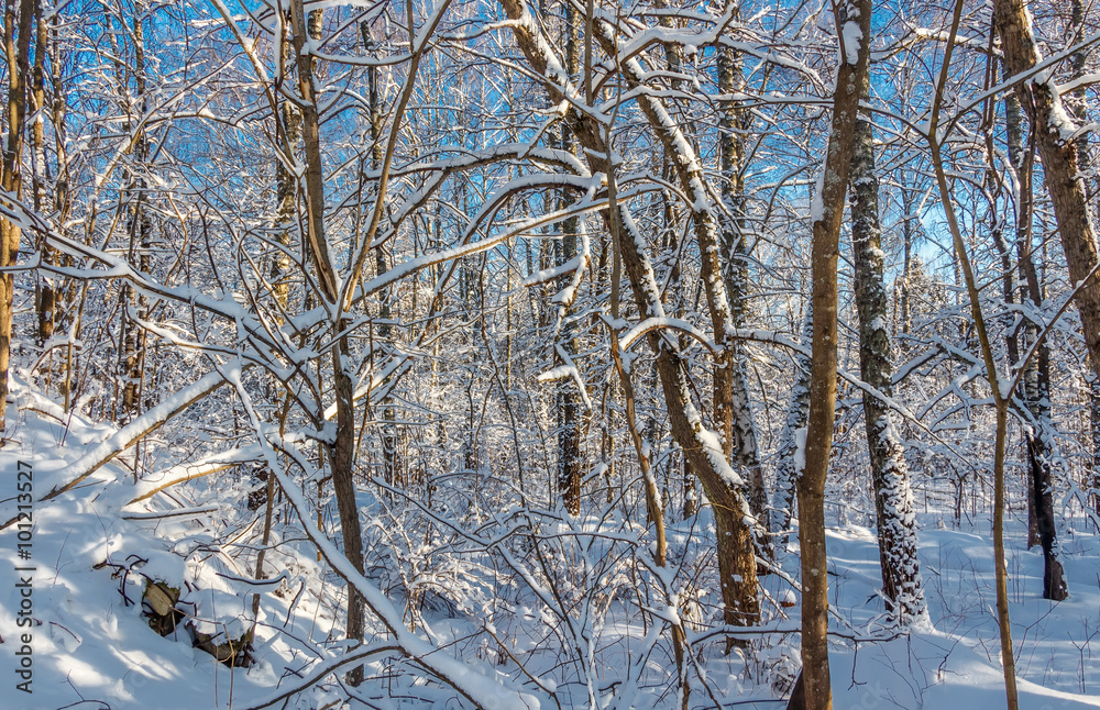 Photo of the winter forest. Trees covered with snow. Winter landscape, blue sky, bright sunny day. Russia. Photo of the winter forest. Trees covered with snow. Winter landscape, blue sky, bright sunny day. Russia.