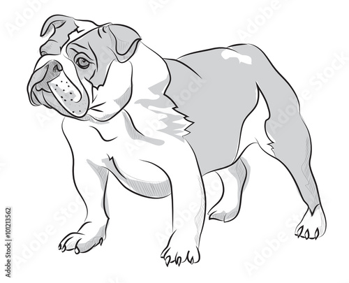 Vector sketch hand drawing illustration bulldog standing