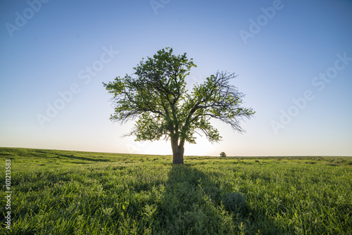 tree in green field