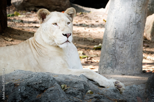 White female lion lie down on the rock