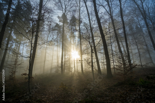 Nebel im Wald © zehnzwoelf1012