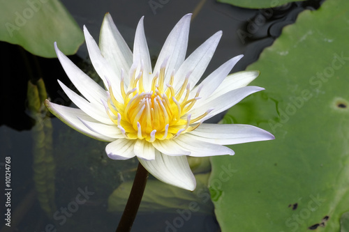 Fototapeta Naklejka Na Ścianę i Meble -  Beautiful blooming water lily