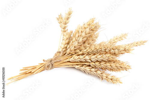 Sheaf of wheat ears on white background. photo