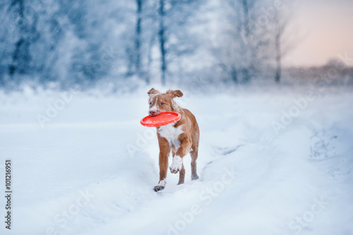 Dog Nova Scotia Duck Tolling Retriever walking winter 