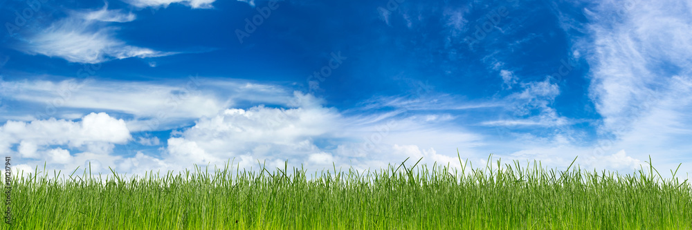 green natural grass with earth in front of blue sky cloudy background green natural grass with earth in front of blue sky cloudy background