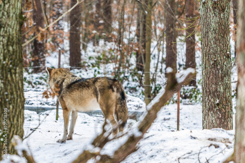 Wolf Wolf