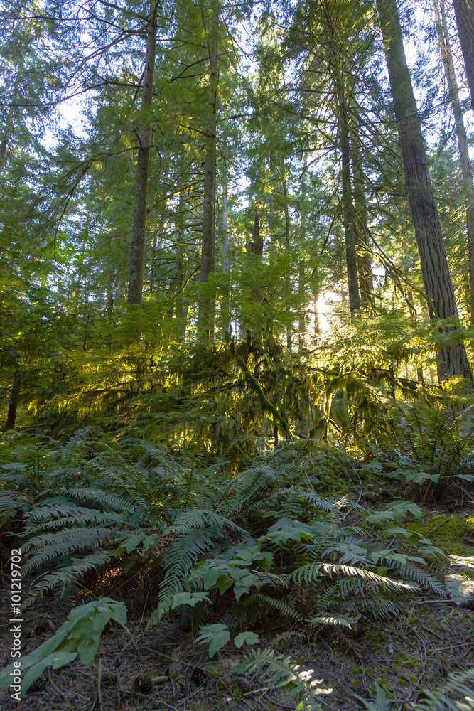 Old Growth Rainforest, Cathedral Grove, Vancouver Island Old Growth Rainforest, Cathedral Grove, Vancouver Island