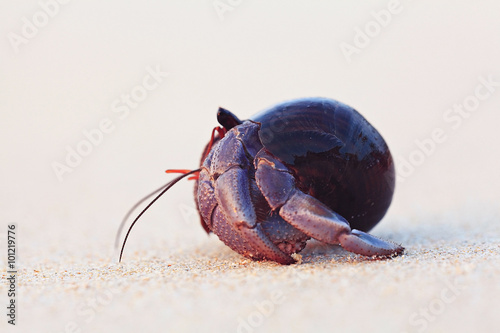 Canvas Print cancer crab hermit shell