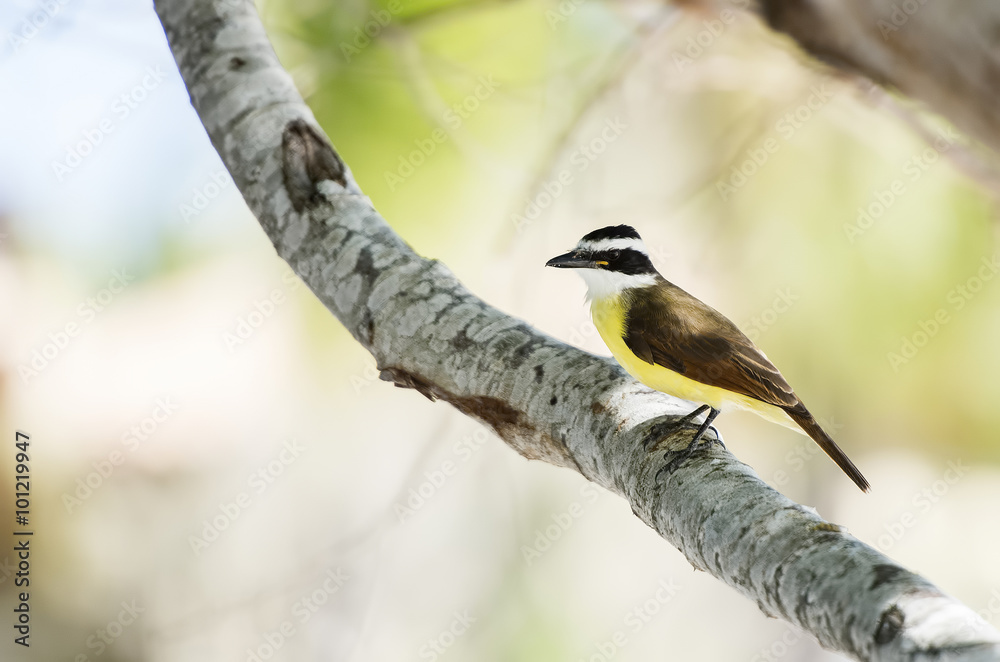 Great Kiskadee (Pitangus sulphuratus) in Mexico Great Kiskadee (Pitangus sulphuratus) in Mexico