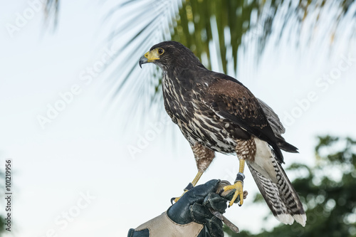 Captive Harris's Hawk (Parabuteo unicinctus) Used for Falconry at a Resort in Mexico