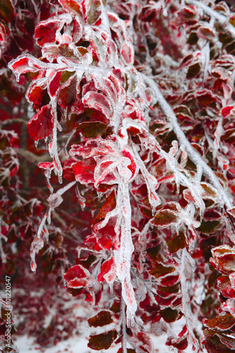 Beech branches covered with ice after snow storms in the Carpathians.