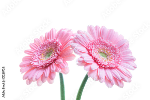 Pink Gerberas against white background
