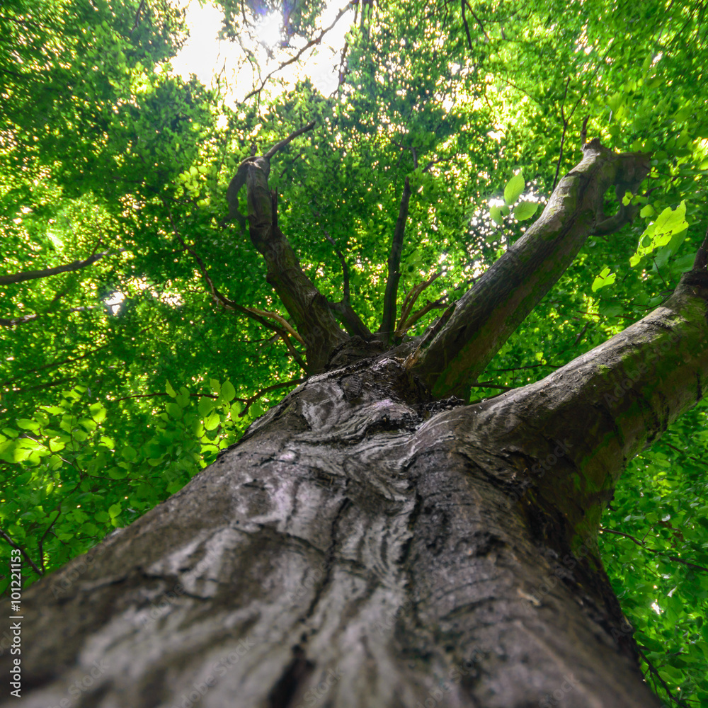Fototapeta premium tree
