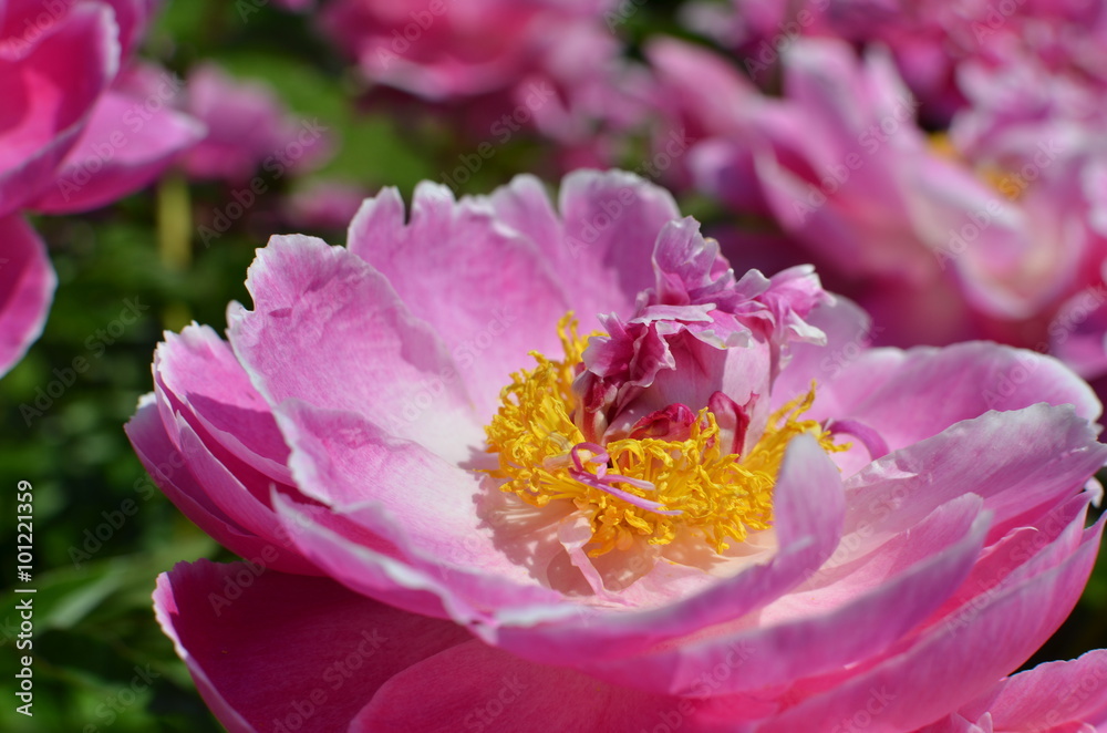 Beautiful blooming peony flower in the garden 