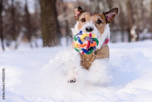 Fototapeta Naklejka Na Ścianę i Meble -  Dog with colorful toy playing in deep snow