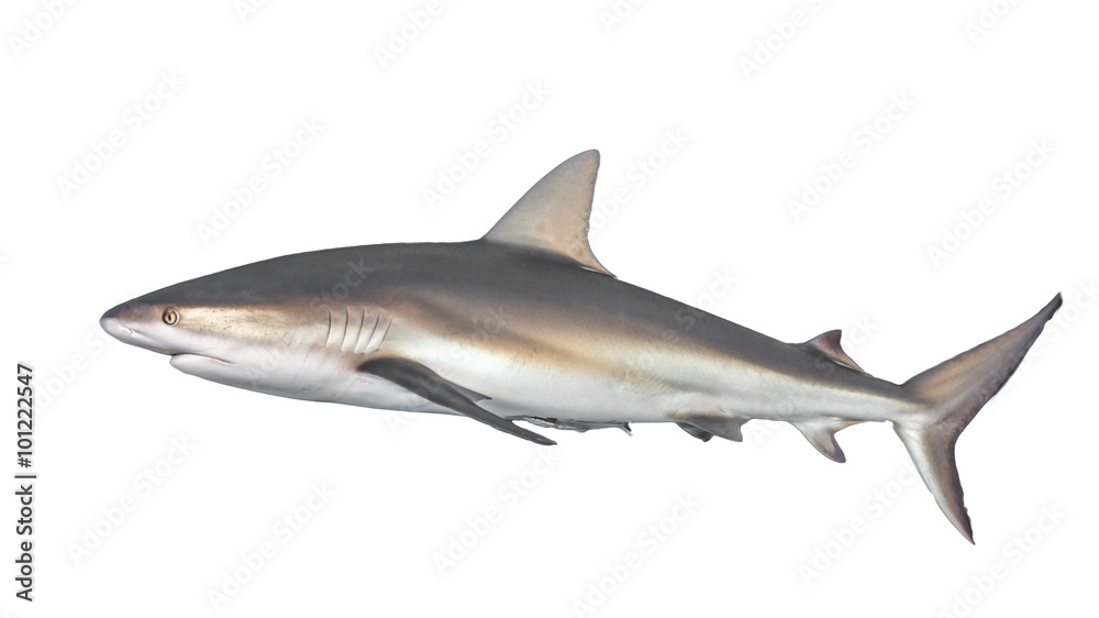 Naklejka premium Typical side-on view of shark