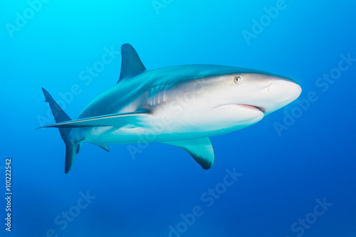 Caribbean reef shark © bearacreative